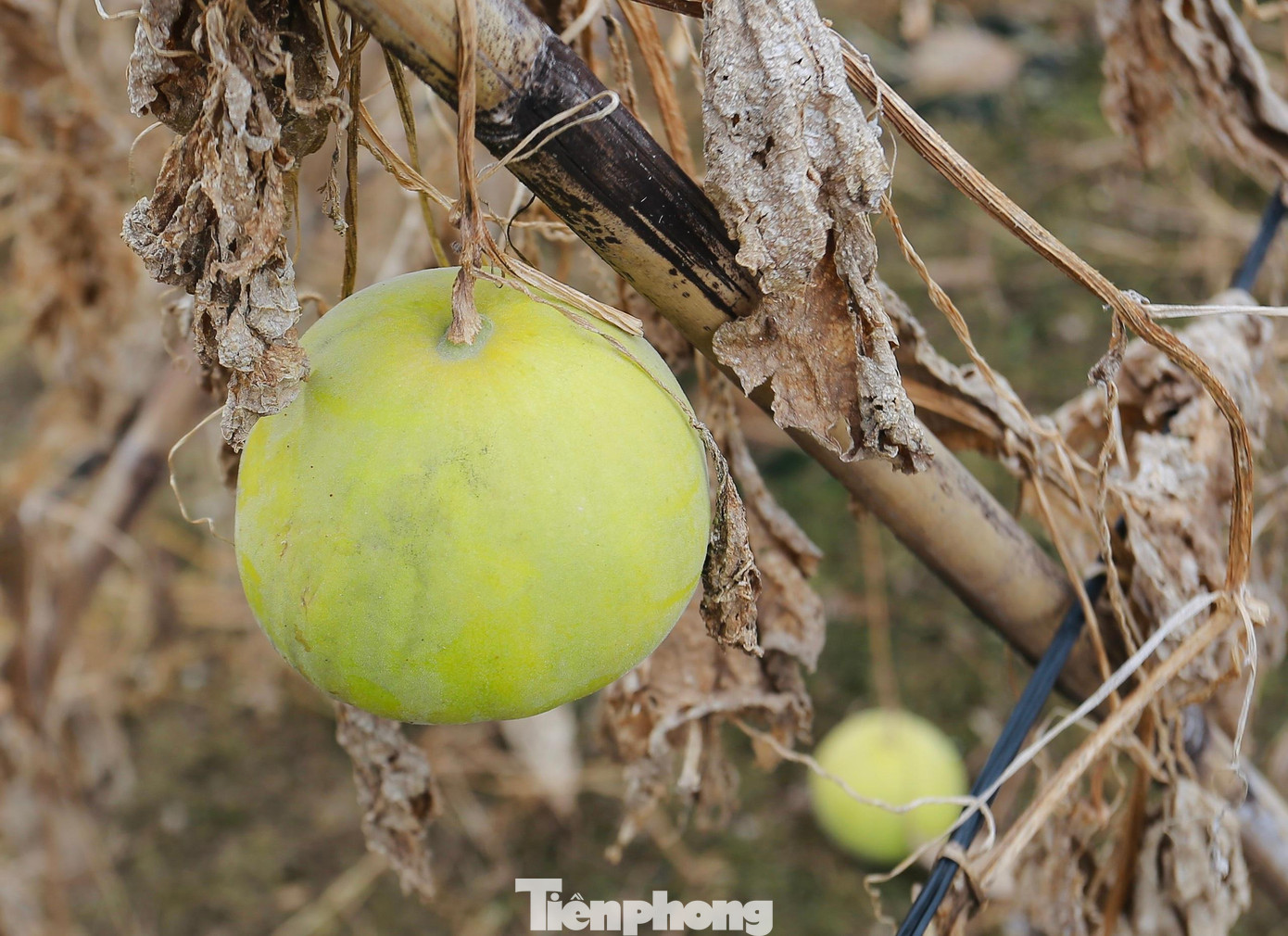 Dưa lê đang vào mùa thu hoạch lại bị héo rữa và chết với nguyên nhân chủ yếu là bị úng nước.