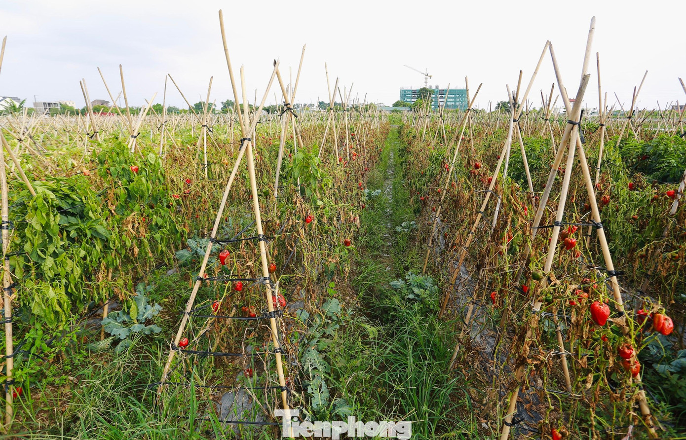 Nhiều ruộng ớt chuông trên cánh đồng rau màu của người dân thôn Ấp Trung cũng bị héo và thối. Được biết, ớt chuông là một trong những loại rau quả đem lại giá trị dinh dưỡng cao và tiêu thụ tốt trên thị trường. Năm nay, nhiều cánh đồng rau màu ở huyện Mê Linh, huyện Đông Anh, Hà Nội bị ngập úng, hạn chế nguồn cung nên đã trở thành một trong những nguyên nhân khiến giá rau tăng mạnh.