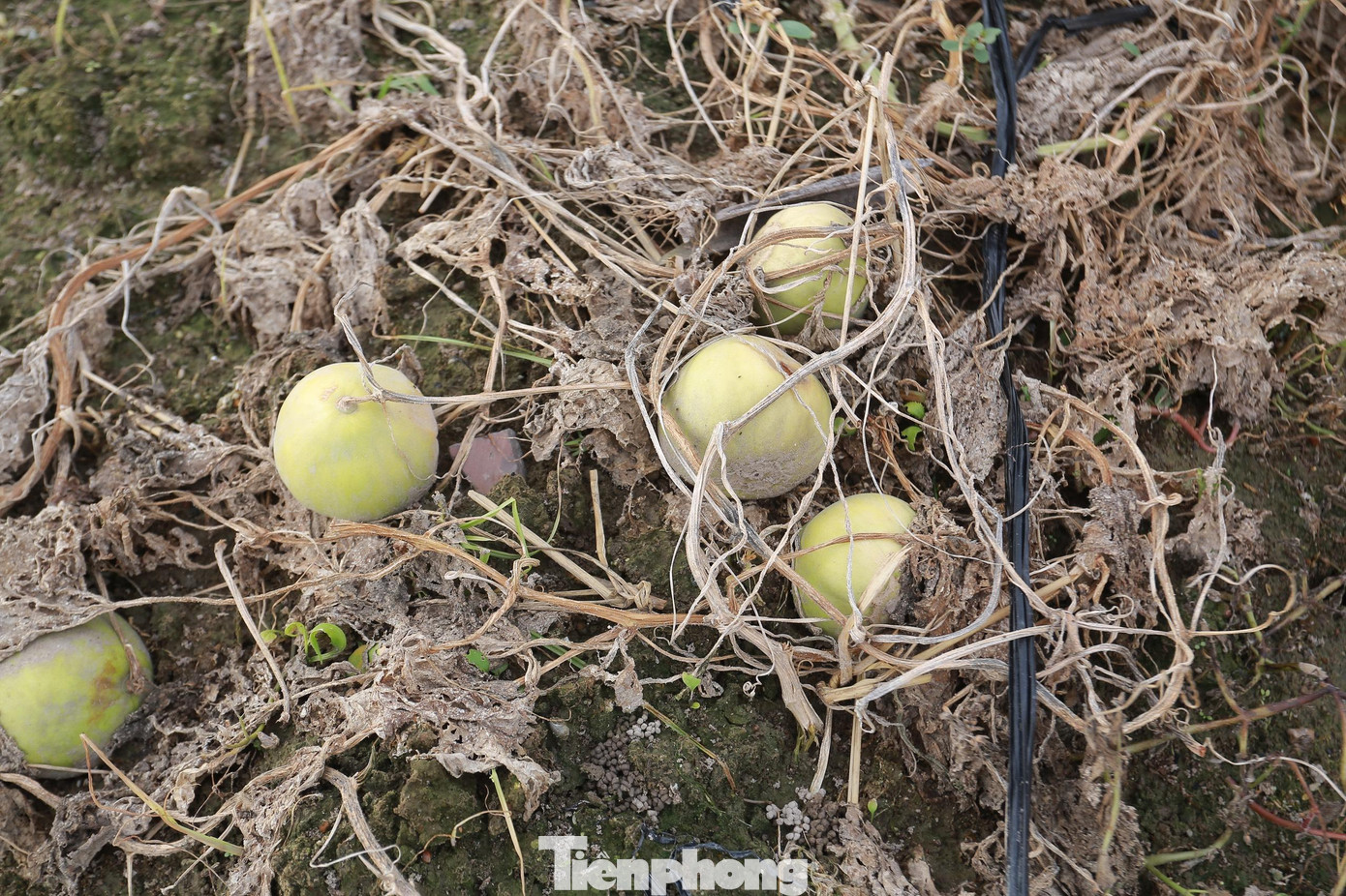 Hàng chục héc-ta rau màu đã bị ảnh hưởng từ những đợt mưa lớn từ giữa tháng 5.