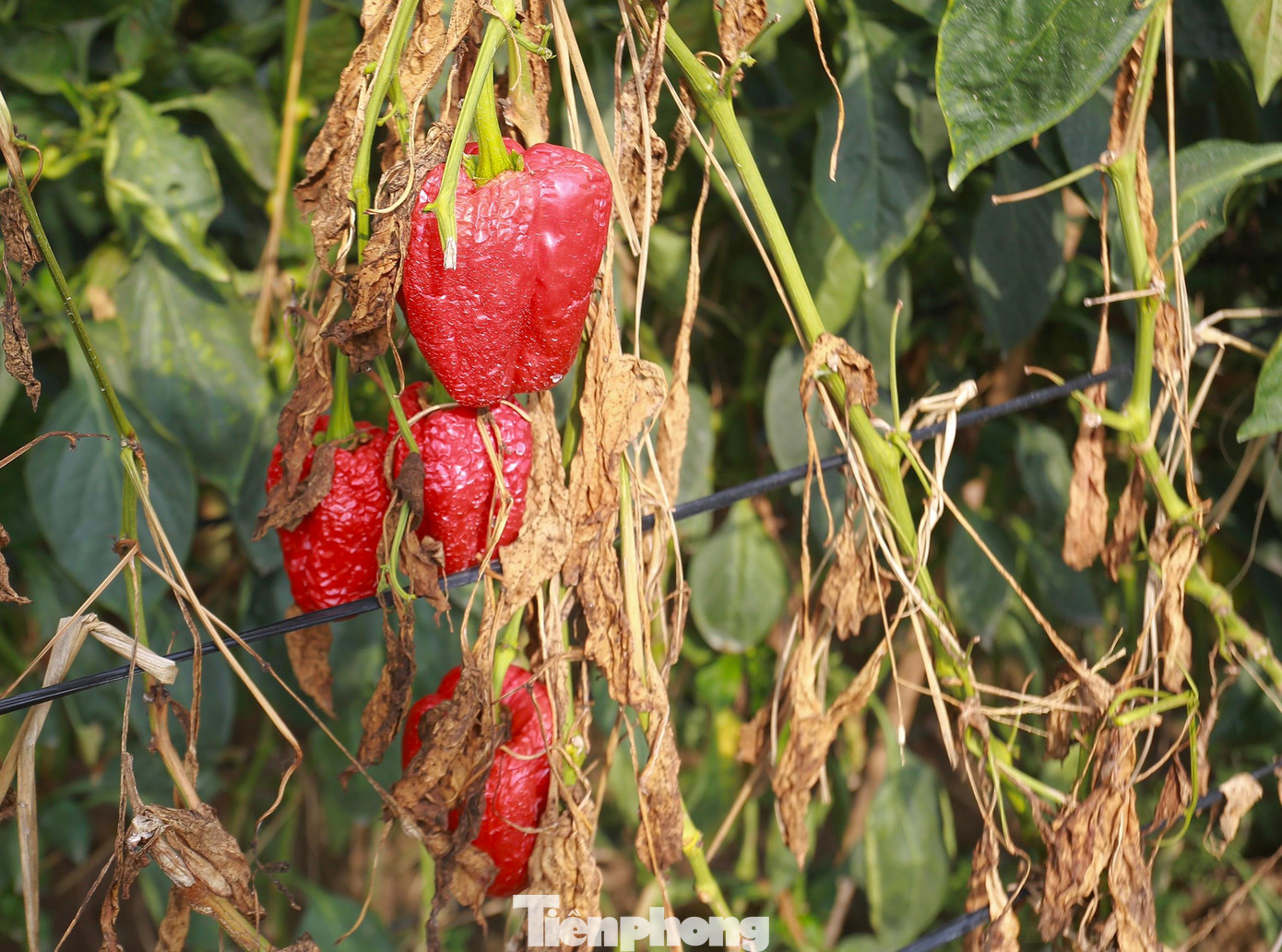 Cận cảnh những quả ớt chuông bị héo và thối rữa.