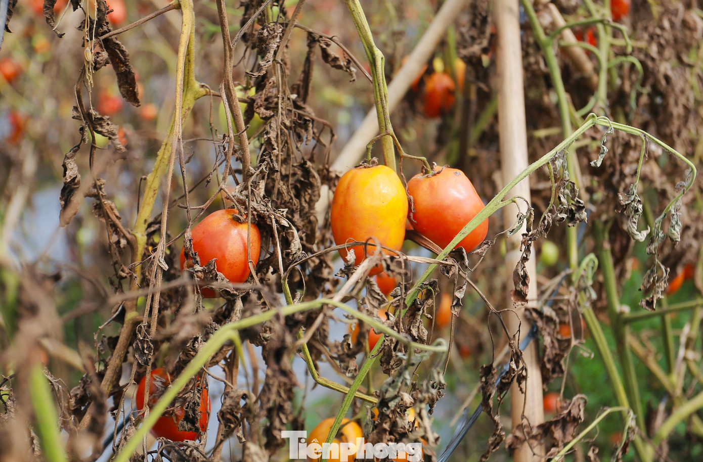 Nhiều hộ gia đình có ruộng thấp không thể xuống giống trồng vụ mới luôn sau một vụ mùa thiệt hại nặng nề do mưa lớn.