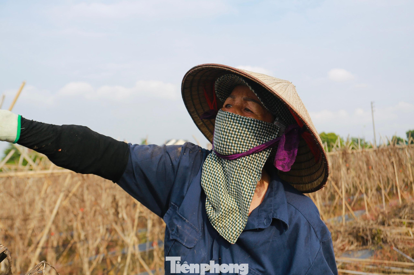 Người nông dân ngậm ngùi phá giàn cà chua đã bị hư hại. Với khí hậu mùa đông lạnh, mùa hè nắng nóng, miền Bắc mưa kéo dài khó kiểm soát, thời tiết cực đoan xảy ra thất thường nên người dân sẽ gặp khó khăn trong quá trình chuyển đổi canh tác, xử lý ngập úng do chưa có chuyên môn cao. Trong tương lai, để duy trì sự phát triển ổn định của rau màu, một trong những giải pháp lâu dài đó là xây dựng những hệ thống nhà màng, nhà lưới để kiểm soát các điều kiện thời tiết, đưa nông nghiệp tự phát thành nông nghiệp chủ động và thích ứng với biến đổi khí hậu.