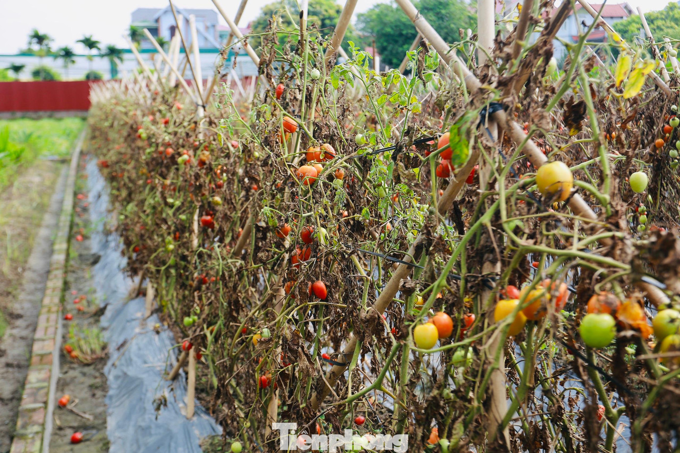 Theo ghi nhận của PV, gần 20 héc-ta rau màu tại thôn Ấp Trung, xã Tiền Phong, huyện Mê Linh, Hà Nội đã bị ảnh hưởng nặng nề bởi thời tiết thay đổi thất thường. Đỉnh điểm, sau mỗi trận mưa lớn vừa qua, các loại rau màu tại đây chìm trong hơn 40cm nước. Vì thế, đất ngậm nước trong thời gian dài đã tạo điều kiện cho nấm và vi khuẩn tấn công bộ rễ, rễ dần chuyển sang màu nâu đen và không thể cung cấp chất dinh dưỡng cho thân. Đến nay, tuy nước đã rút gần hết nhưng nhiều hộ gia đình vẫn chưa thể xuống giống, bỏ ruộng vì sợ càng làm... càng thiệt hại thêm.