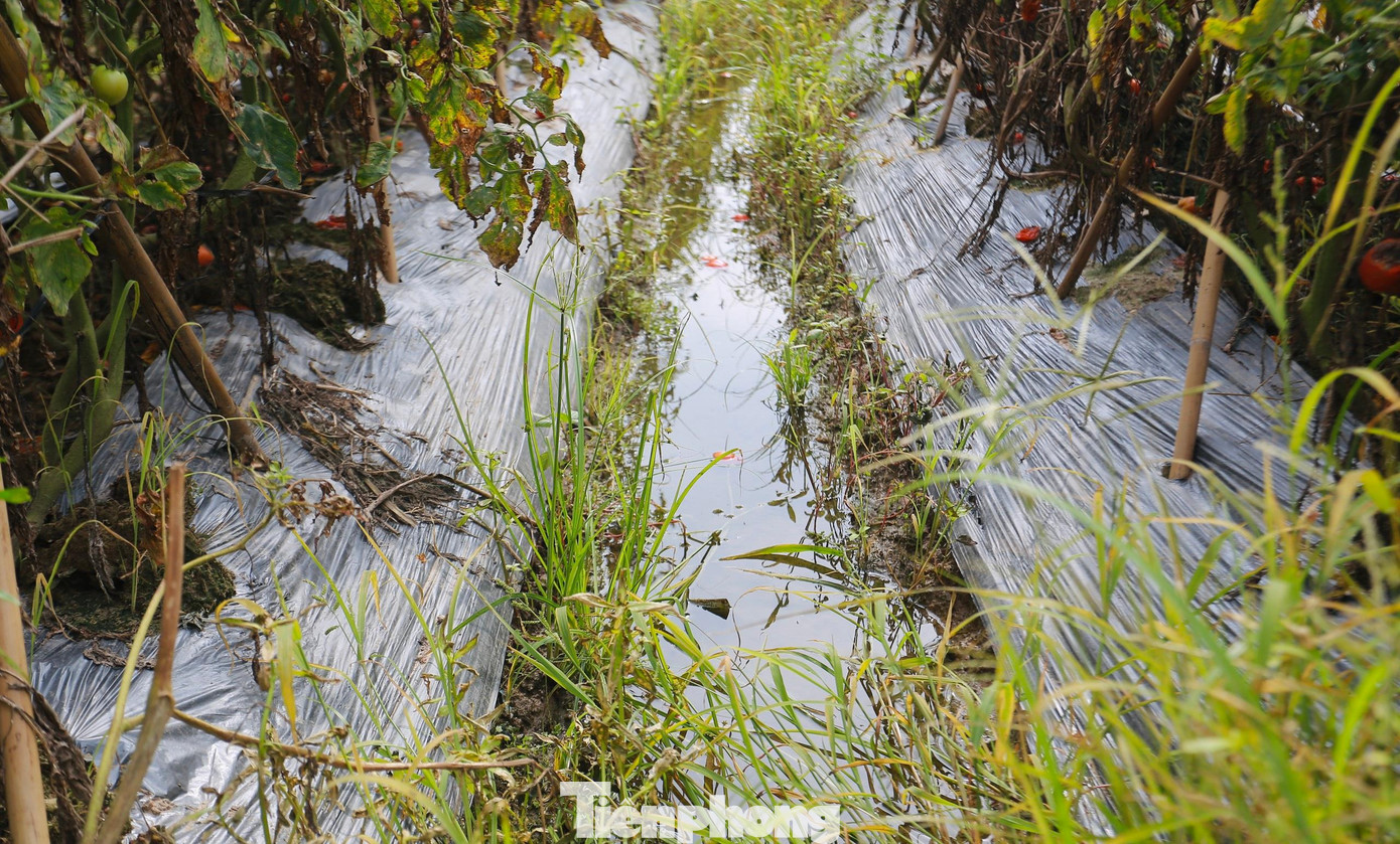 Nước ứ đọng ở các rãnh nhiều ngày khiến rễ cây bị thối, chết.