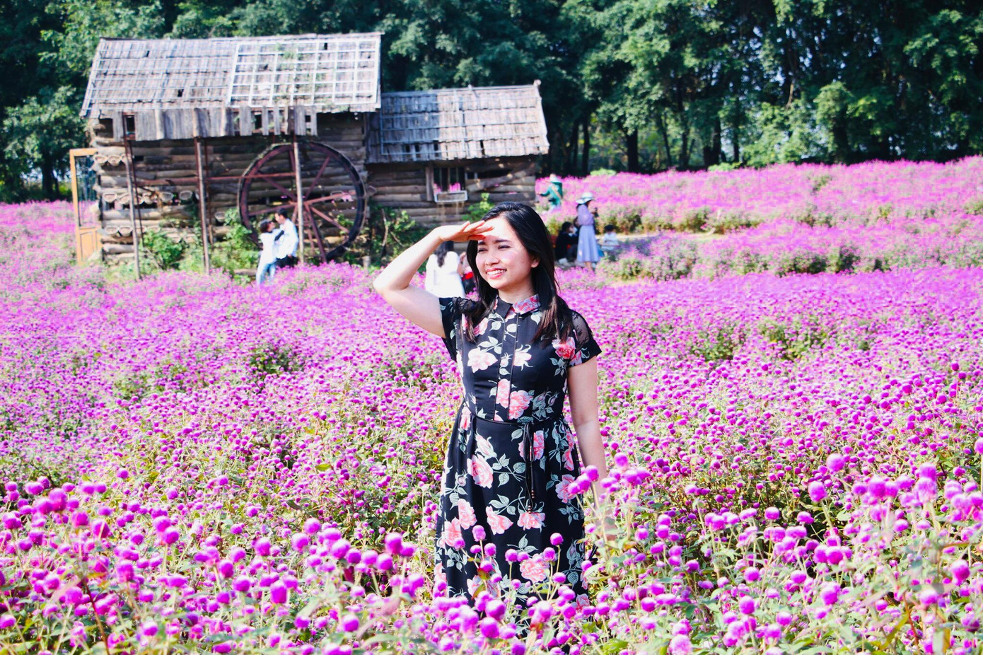 Vườn hoa rộng và phân luống để du khách vừa dễ dàng di chuyển trong quá trình chụp ảnh, vừa không làm rụng, gãy hoa.