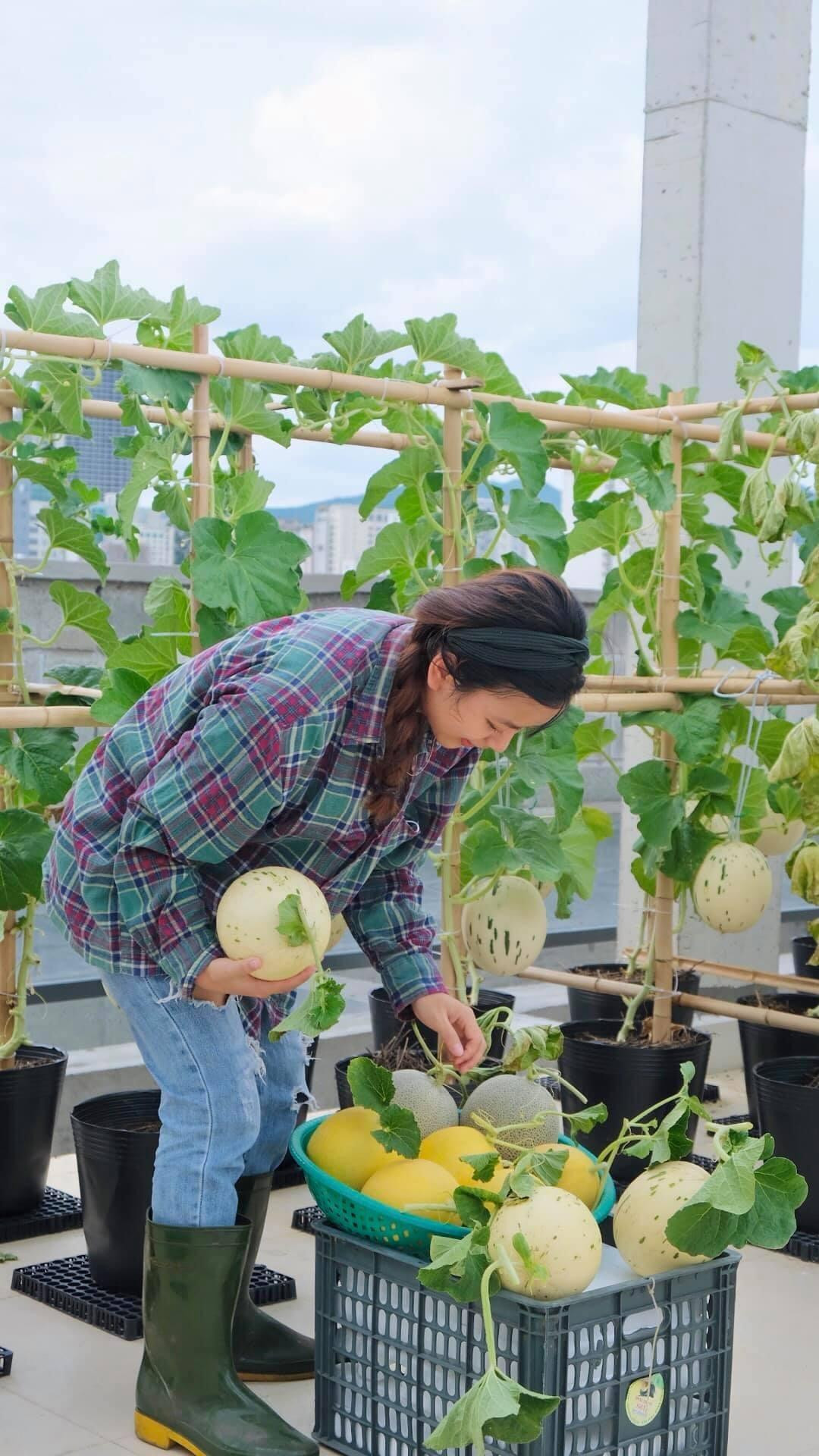 Ánh Minh học chuyên ngành kiến trúc nhưng không làm nghề, cô làm diễn họa cho các dự án Hà Lan. Ngoài chăm sóc cây và rau, cô còn có sở thích làm bánh, may vá, nấu ăn. Chia sẻ về thời gian biểu mùa dịch, Ánh Minh nói: "Mùa dịch, mình thường xuyên lên vườn, chăm cây kỹ hơn và có thời gian tìm đọc những thông tin chia sẻ của các anh chị có thâm niên trong hội nhóm để tích lũy kiến thức và học hỏi kinh nghiệm". Ánh Minh học chuyên ngành kiến trúc nhưng không làm nghề, cô làm diễn họa cho các dự án Hà Lan. Ngoài chăm sóc cây và rau, cô còn có sở thích làm bánh, may vá, nấu ăn. Chia sẻ về thời gian biểu mùa dịch, Ánh Minh nói: "Mùa dịch, mình thường xuyên lên vườn, chăm cây kỹ hơn và có thời gian tìm đọc những thông tin chia sẻ của các anh chị có thâm niên trong hội nhóm để tích lũy kiến thức và học hỏi kinh nghiệm".