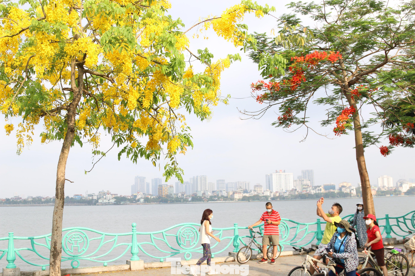 Người dân tranh thủ chụp hình và ngắm sắc hoa đặc trưng của mùa hè.