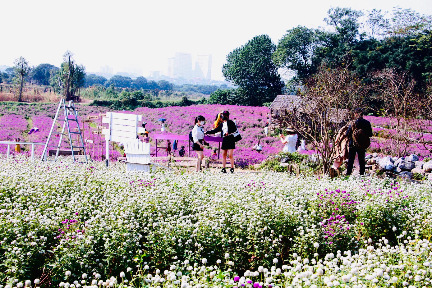 Thường bạn trẻ tới đây sẽ chọn mặc váy trắng, áo dài để khoe sắc bên hoa cúc bách nhật. Các cặp đôi yêu nhau cũng háo hức đến đây chụp ảnh cưới, ghi lại khoảnh khắc đáng nhớ dịp cuối năm.