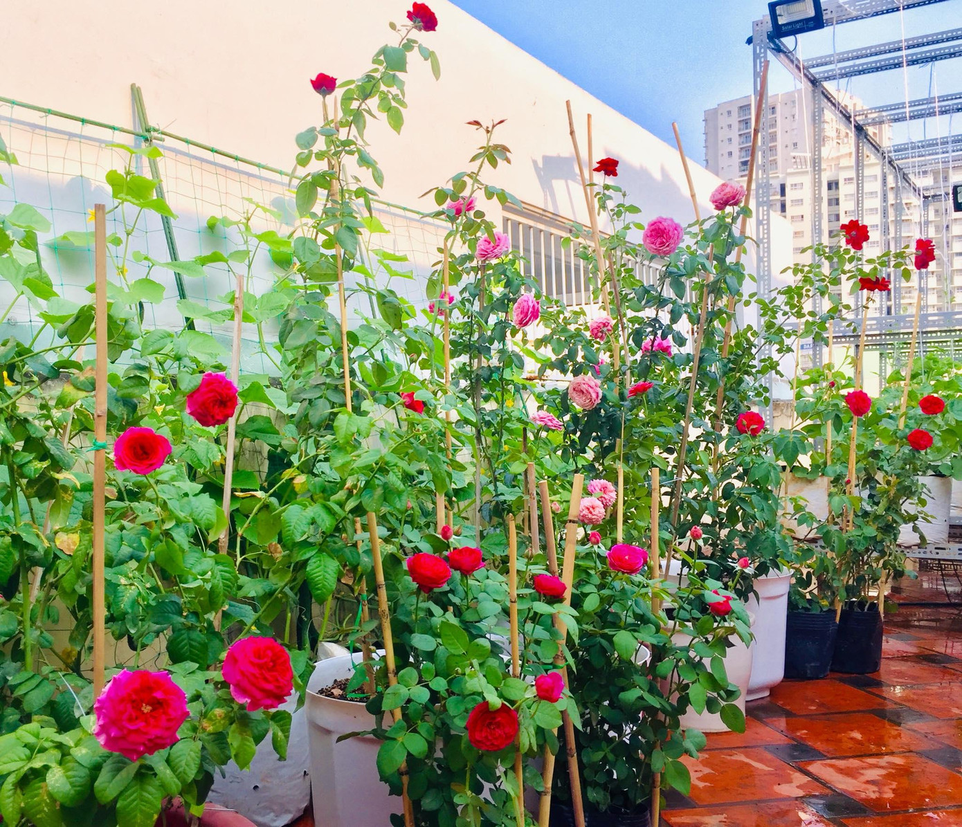 Ở một góc vườn, chị Ngọc Ánh trồng thêm các loại hoa hồng với nhiều màu sắc khác nhau. Ở một góc vườn, chị Ngọc Ánh trồng thêm các loại hoa hồng với nhiều màu sắc khác nhau.