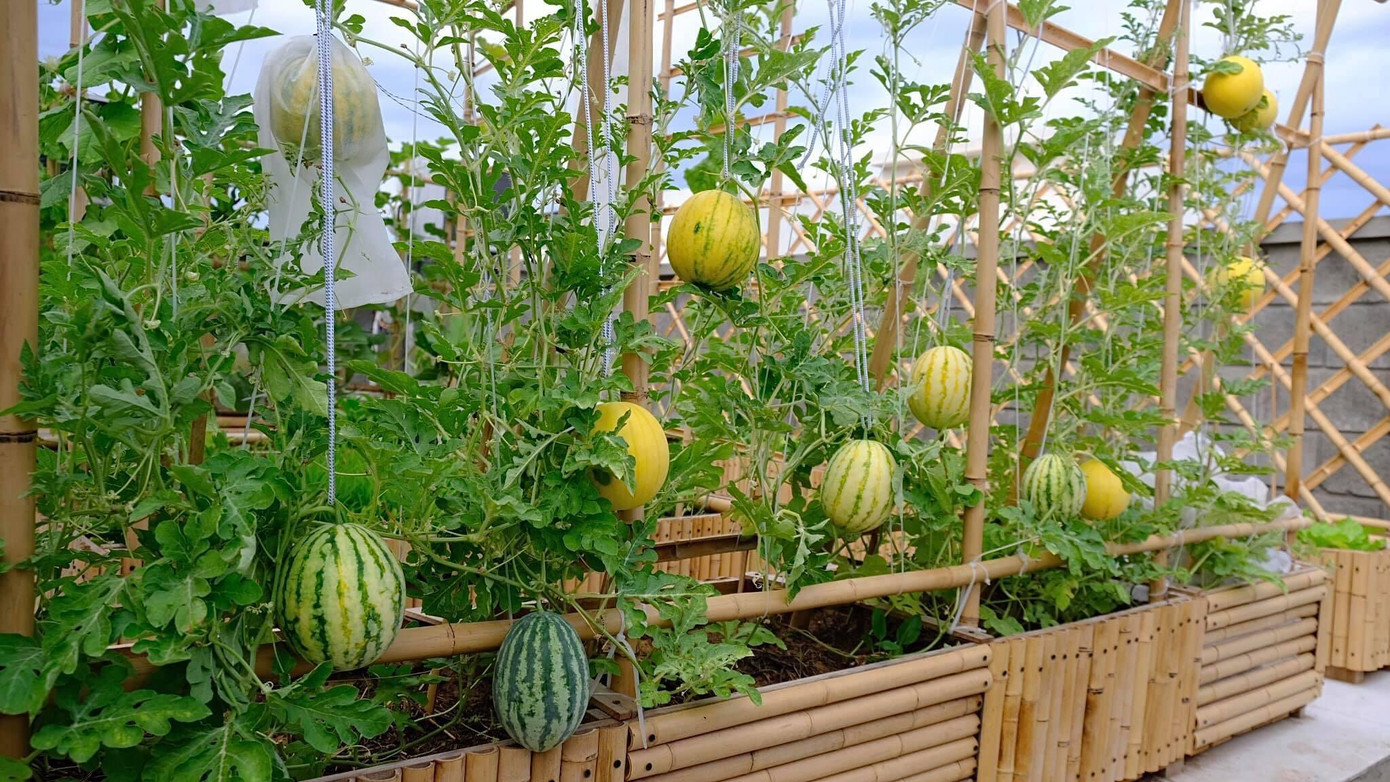 Khi mới trồng thử nghiệm, Ánh Minh hơi băn khoăn bởi đọc nội dung hướng dẫn có ghi phải can thiệp vô cơ cây mới phát triển tốt. Sau đó, cô trồng cũng chỉ với mục đích ''có ăn là được, không cần quả phải to hay đẹp" nên ưu tiên việc trồng hữu cơ trước, cố gắng hết sức chỉ dùng phân bón sinh học và tự ủ phân để chăm. Khi mới trồng thử nghiệm, Ánh Minh hơi băn khoăn bởi đọc nội dung hướng dẫn có ghi phải can thiệp vô cơ cây mới phát triển tốt. Sau đó, cô trồng cũng chỉ với mục đích ''có ăn là được, không cần quả phải to hay đẹp" nên ưu tiên việc trồng hữu cơ trước, cố gắng hết sức chỉ dùng phân bón sinh học và tự ủ phân để chăm.