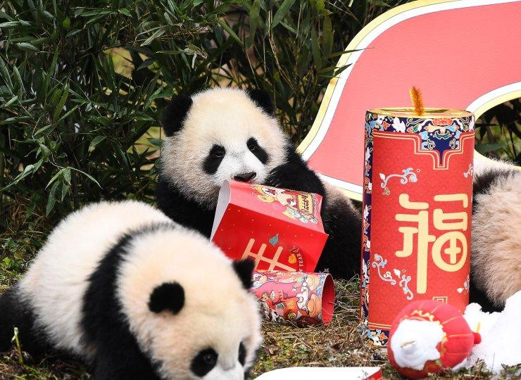 Gấu trúc chơi đùa với đồ trang trí mừng năm mới ở khu bảo tồn Ngoạ Long (Tứ Xuyên, Trung Quốc). Ảnh: AP