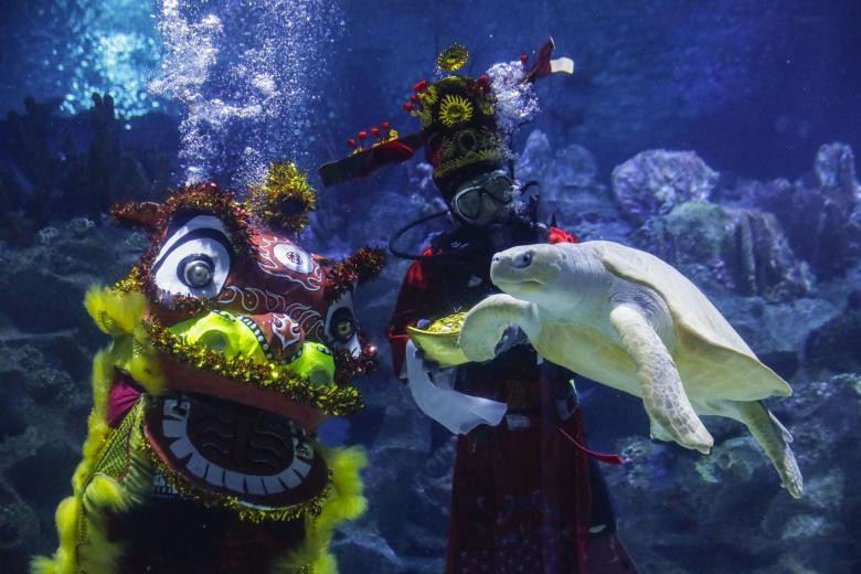 Thợ lặn mặc trang phục Thần Tài biểu diễn múa lân trong thủy cung Aquaria KLCC trước thềm Tết Nguyên đán ở Kuala Lumpur (Malaysia). Ảnh: EPA-EFE