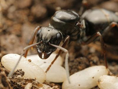 Các nhà khoa học Việt Nam đã phát hiện hoạt chất kỳ diệu ở trứng kiến, rất có lợi cho sức khỏe con người