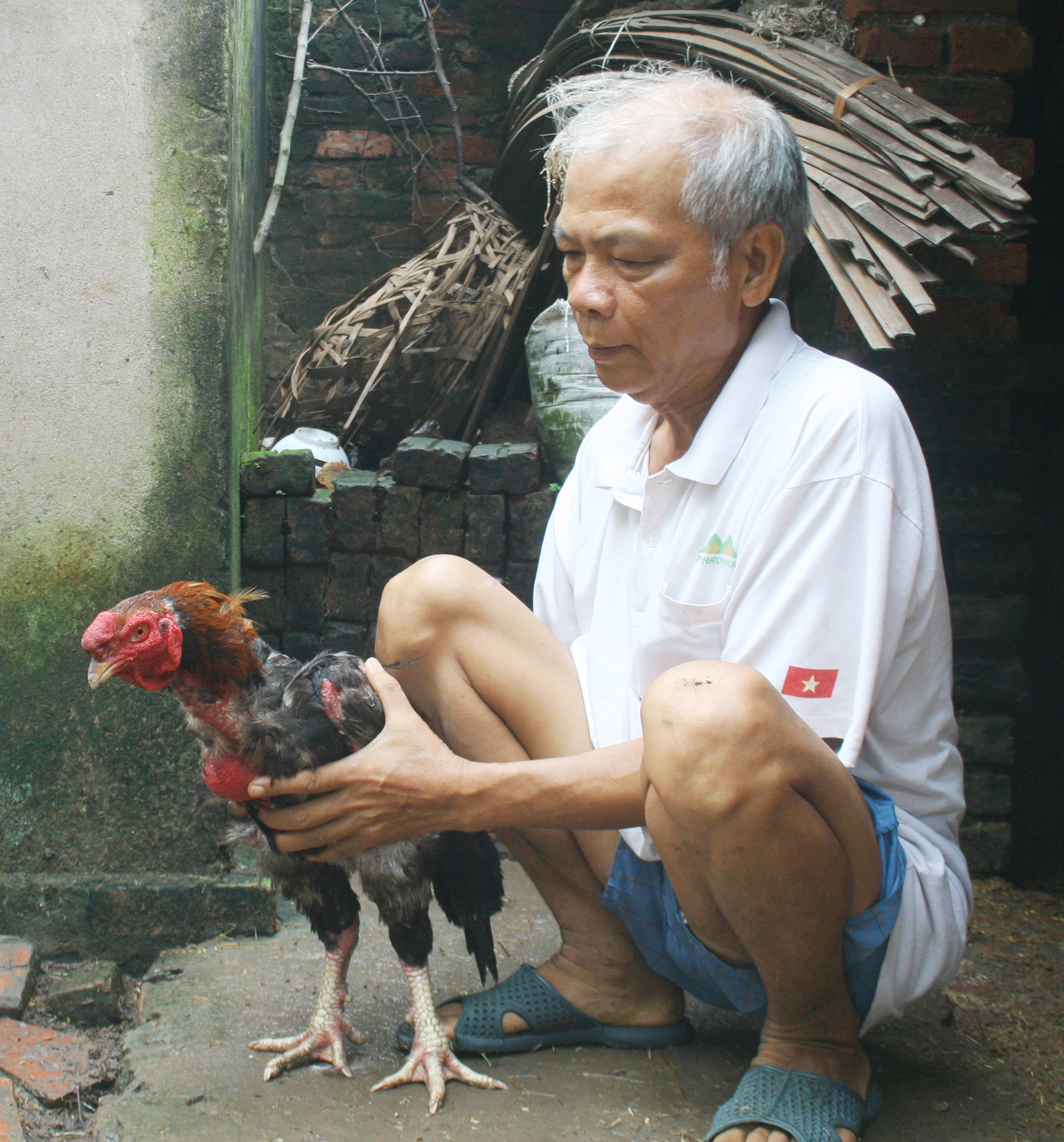 Người chăn nuôi luôn coi gà Hồ như một báu vật