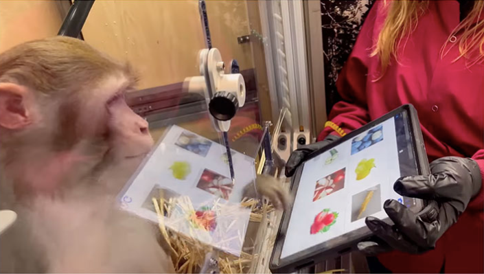 Cách Neuralink đối xử với các động vật thử nghiệm đang bị chính quyền Mỹ điều tra Cách Neuralink đối xử với các động vật thử nghiệm đang bị chính quyền Mỹ điều tra