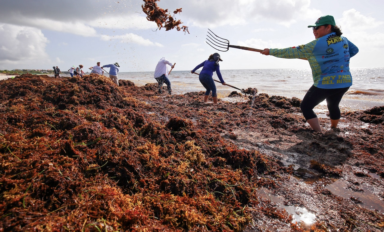 Tảo biển gây ra tình trạng ô nhiễm khi dạt vào bờ biển Tảo biển gây ra tình trạng ô nhiễm khi dạt vào bờ biển