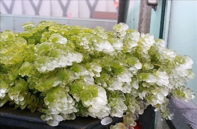 Băng giá phủ trắng các cành cây trên đỉnh Fansipan. Ảnh: Quốc Khánh/TTXVN Băng giá phủ trắng các cành cây trên đỉnh Fansipan. Ảnh: Quốc Khánh/TTXVN