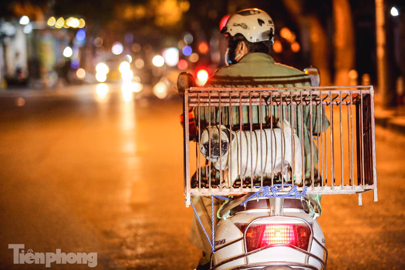 Chó thả rông bị bắt sẽ được nhốt trong lồng sắt, đưa về trụ sở UBND phường xử lý. Chó thả rông bị bắt sẽ được nhốt trong lồng sắt, đưa về trụ sở UBND phường xử lý.