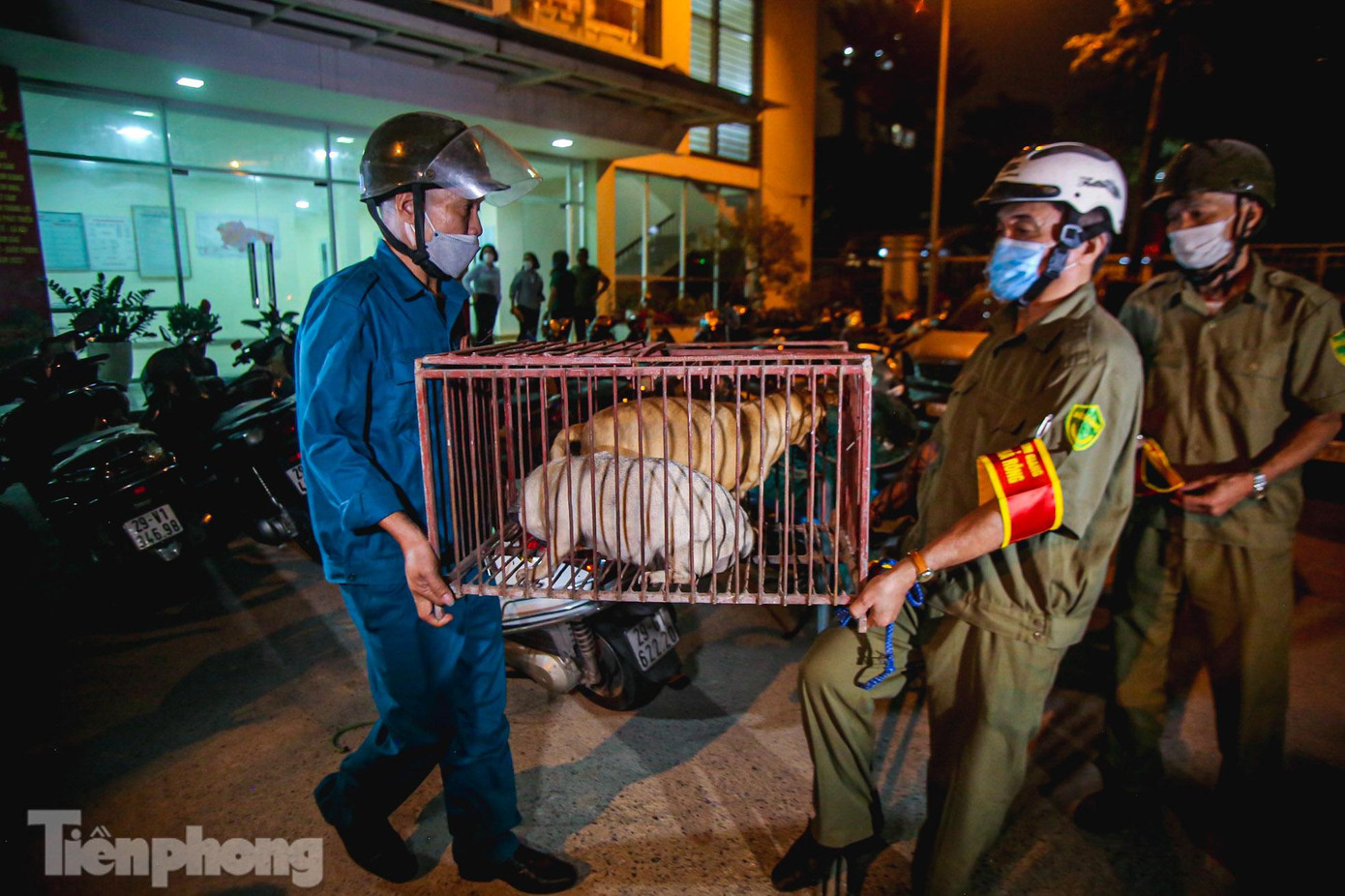 “Khi bắt được những chú chó thả rông, chúng tôi sẽ nhốt lại, sau đó chúng tôi sẽ thông báo đến chủ chó trên loa phát thanh và các nhóm chat của phường. Trong thời gian nhốt chó ở phường, chúng tôi cho ăn uống đầy đủ. Sau 48 tiếng, nếu không có người đến nhận, chúng tôi sẽ đưa lên viện chăm sóc bảo vệ vật nuôi”, bà Tâm cho hay.
