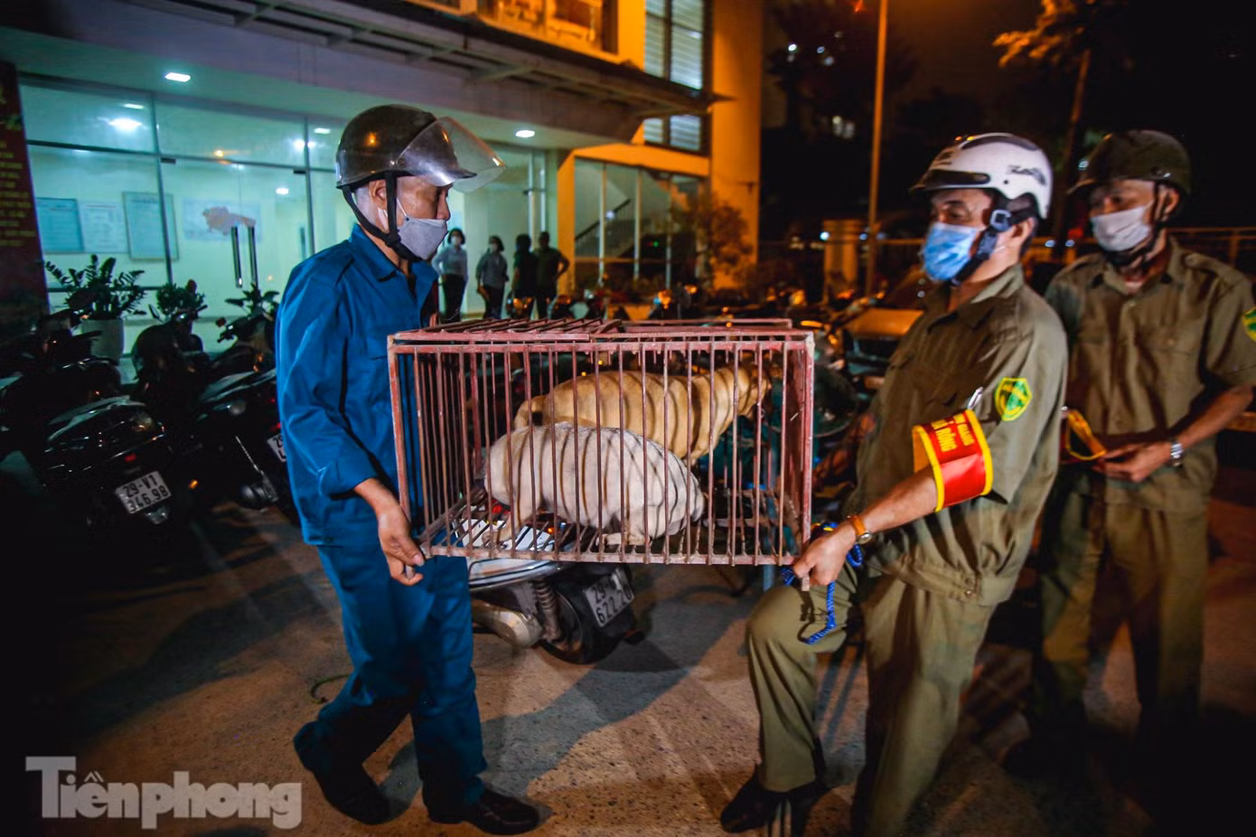 “Khi bắt được những chú chó thả rông, chúng tôi sẽ nhốt lại, sau đó chúng tôi sẽ thông báo đến chủ chó trên loa phát thanh và các nhóm chat của phường. Trong thời gian nhốt chó ở phường, chúng tôi cho ăn uống đầy đủ. Sau 48 tiếng, nếu không có người đến nhận, chúng tôi sẽ đưa lên viện chăm sóc bảo vệ vật nuôi”, bà Tâm cho hay. “Khi bắt được những chú chó thả rông, chúng tôi sẽ nhốt lại, sau đó chúng tôi sẽ thông báo đến chủ chó trên loa phát thanh và các nhóm chat của phường. Trong thời gian nhốt chó ở phường, chúng tôi cho ăn uống đầy đủ. Sau 48 tiếng, nếu không có người đến nhận, chúng tôi sẽ đưa lên viện chăm sóc bảo vệ vật nuôi”, bà Tâm cho hay.