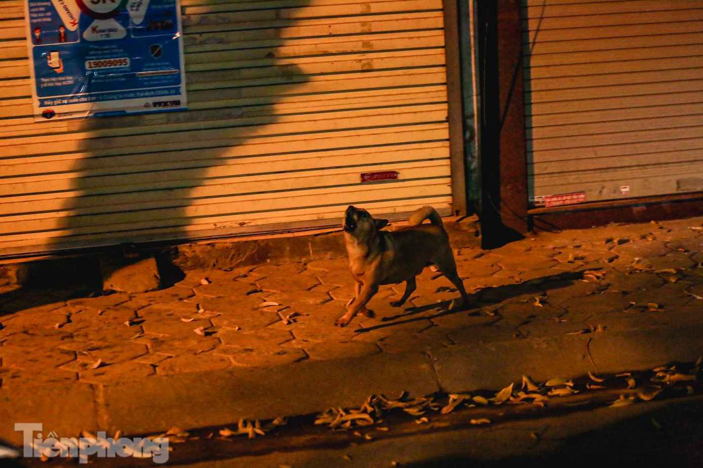 Các thành viên đội cho biết, người vi phạm thường thả chó vào sáng sớm hoặc tối muộn, ngoài giờ hành chính.