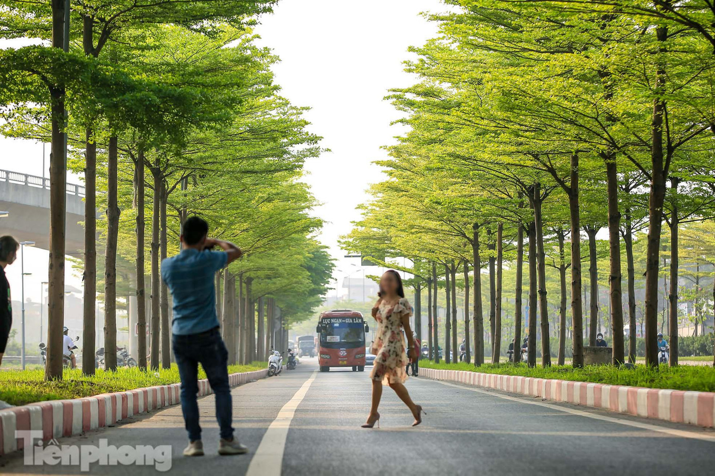 Gần đây, hàng cây bàng lá nhỏ tại khu vực nút giao cầu Thanh Trì và Quốc lộ 5 cũ (huyện Gia Lâm, Hà Nội) chuyển sang màu xanh non tạo nên khung cảnh lãng mạn đang thu hút nhiều người tới chụp ảnh.