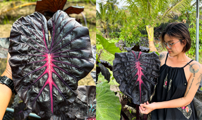 Cây pink lava (trái) và pink venom (phải) được Phượng cùng cộng sự lai tạo (Ảnh: NVCC). Cây pink lava (trái) và pink venom (phải) được Phượng cùng cộng sự lai tạo (Ảnh: NVCC).