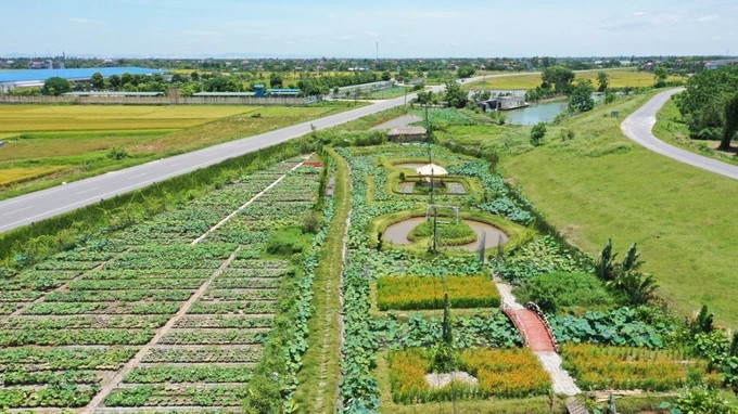 Vườn sen rộng 20ha của chàng trai 9X (Ảnh: Nhân vật cung cấp).