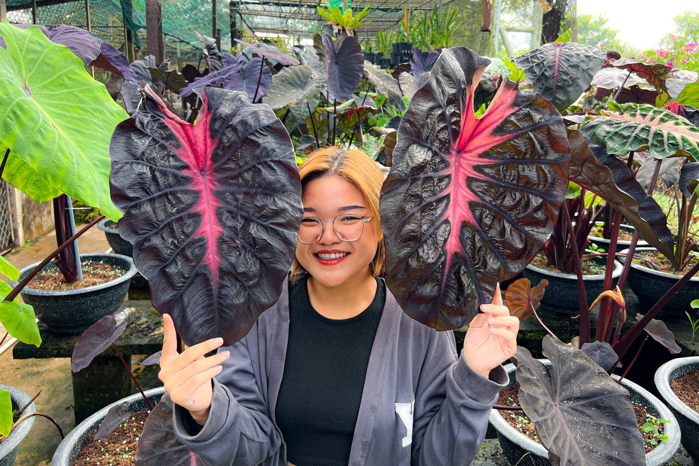 Từ niềm đam mê, Huỳnh Phượng hợp tác với cộng sự để tạo nên khu vườn lai tạo (Ảnh: NVCC). Từ niềm đam mê, Huỳnh Phượng hợp tác với cộng sự để tạo nên khu vườn lai tạo (Ảnh: NVCC).