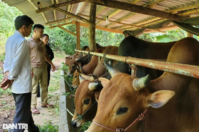Nhiều khách hàng tìm đến tận nơi để mua bò của anh Đợi (Ảnh: Hạnh Linh). Nhiều khách hàng tìm đến tận nơi để mua bò của anh Đợi (Ảnh: Hạnh Linh).
