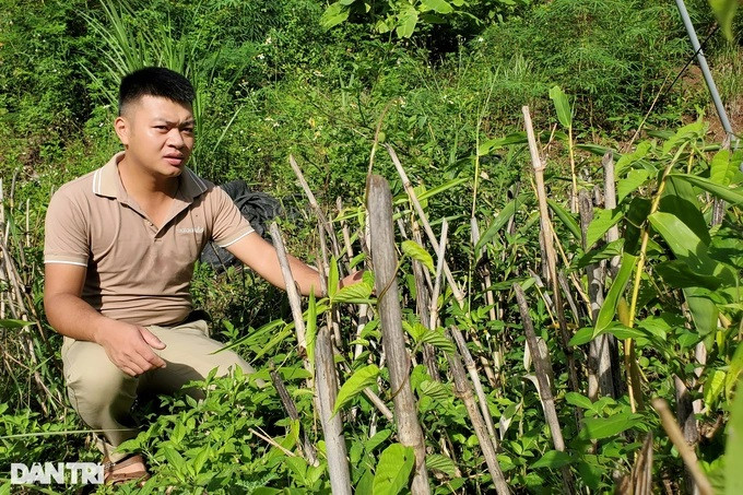 Anh Đợi đang nhân giống và trồng thử nghiệm măng Bát Độ (Ảnh: Hạnh Linh). Anh Đợi đang nhân giống và trồng thử nghiệm măng Bát Độ (Ảnh: Hạnh Linh).