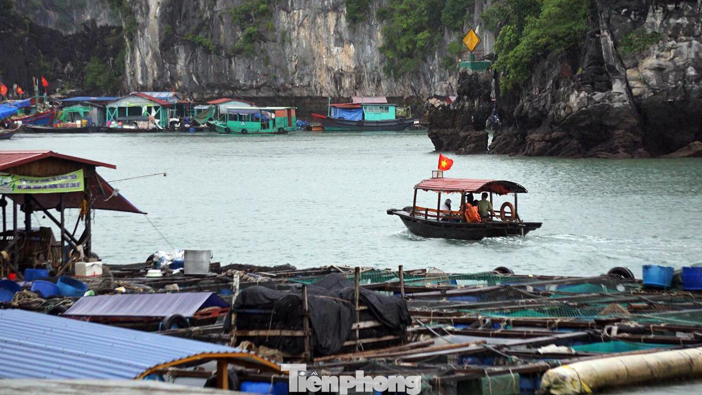 Lực lượng chức năng huyện Cát Hải tuần tra, thông báo, vận động người dân di chuyển tàu thuyền về nơi trú ẩn tránh bão. Đồng thời, phối hợp với Đồn biên phòng hỗ trợ di tản người dân trên các ô lồng nuôi trồng thủy hải sản.