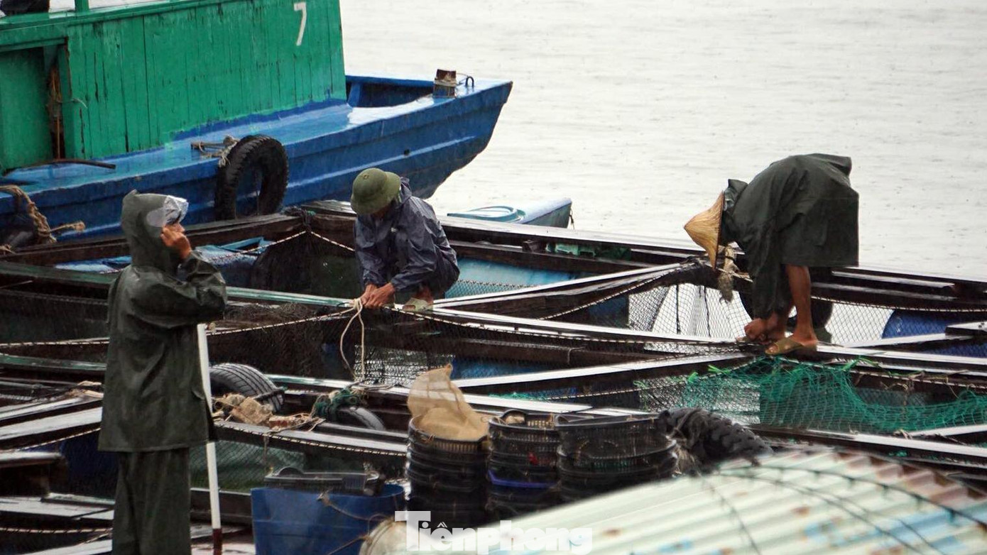 Theo ghi nhận của phóng viên chiều 9/10, nhiều ngư dân đã được sơ tán khỏi lồng bè nuôi trồng thủy hải sản trên các vịnh thuộc quần đảo Cát Bà.