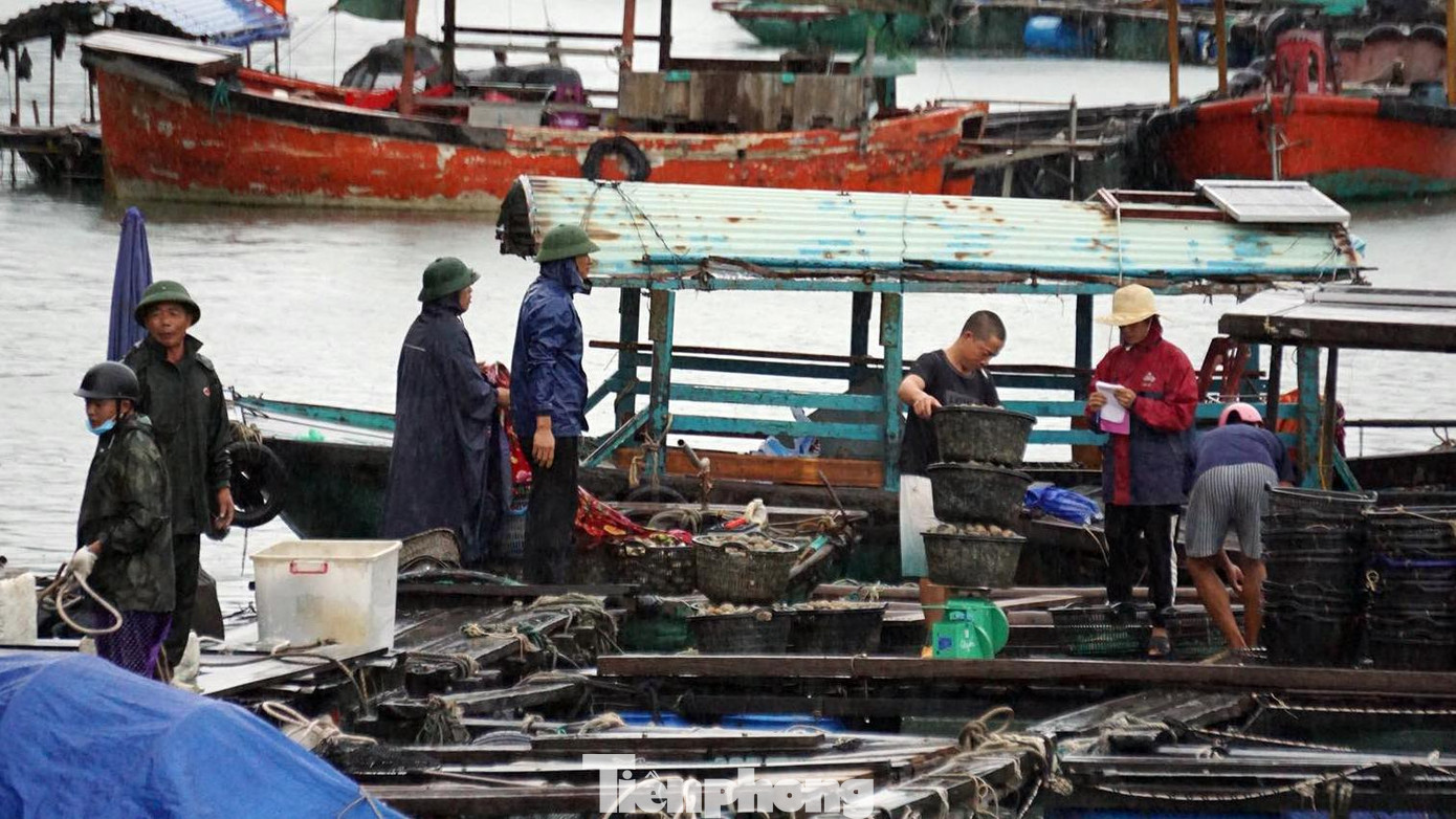 Một số khác kịp thời vận chuyển thủy sản về bờ bán cho thương lái.