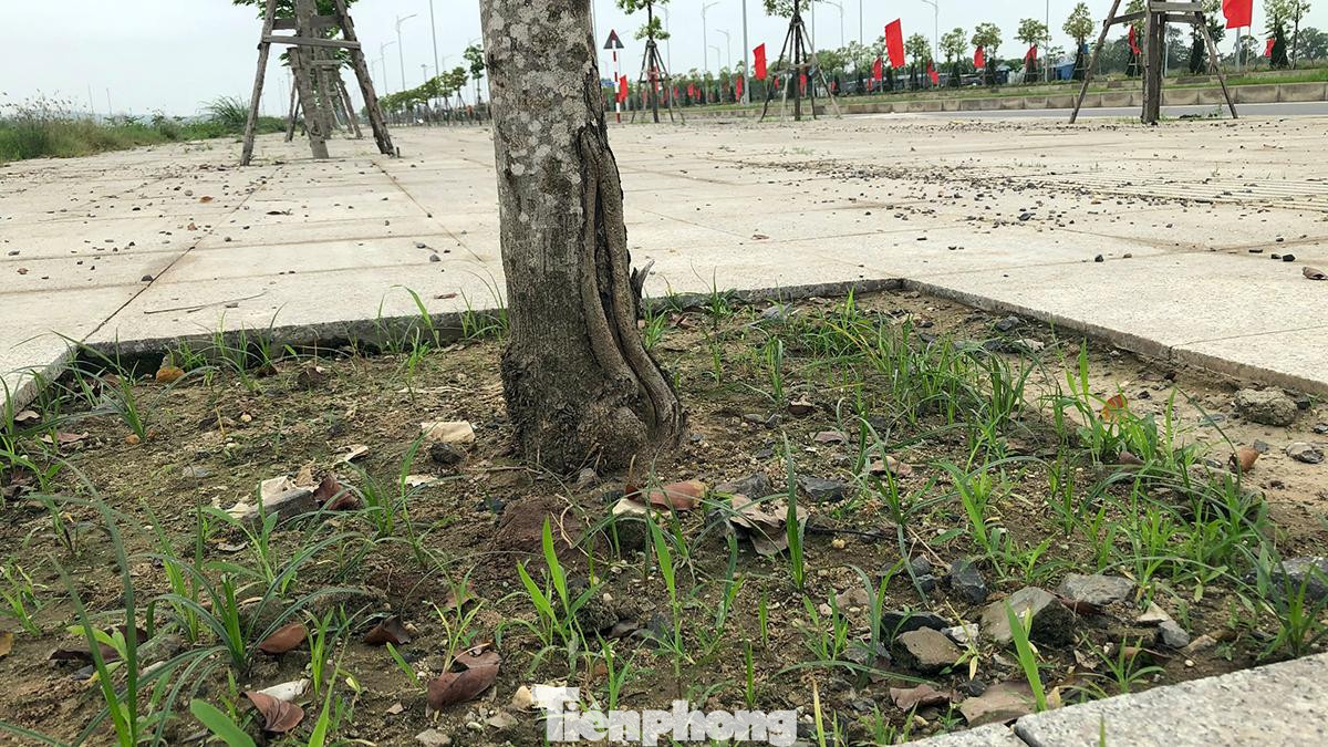 Nhiều cây xanh bị mất tấm thép bảo vệ gốc nhưng chưa được bổ sung.