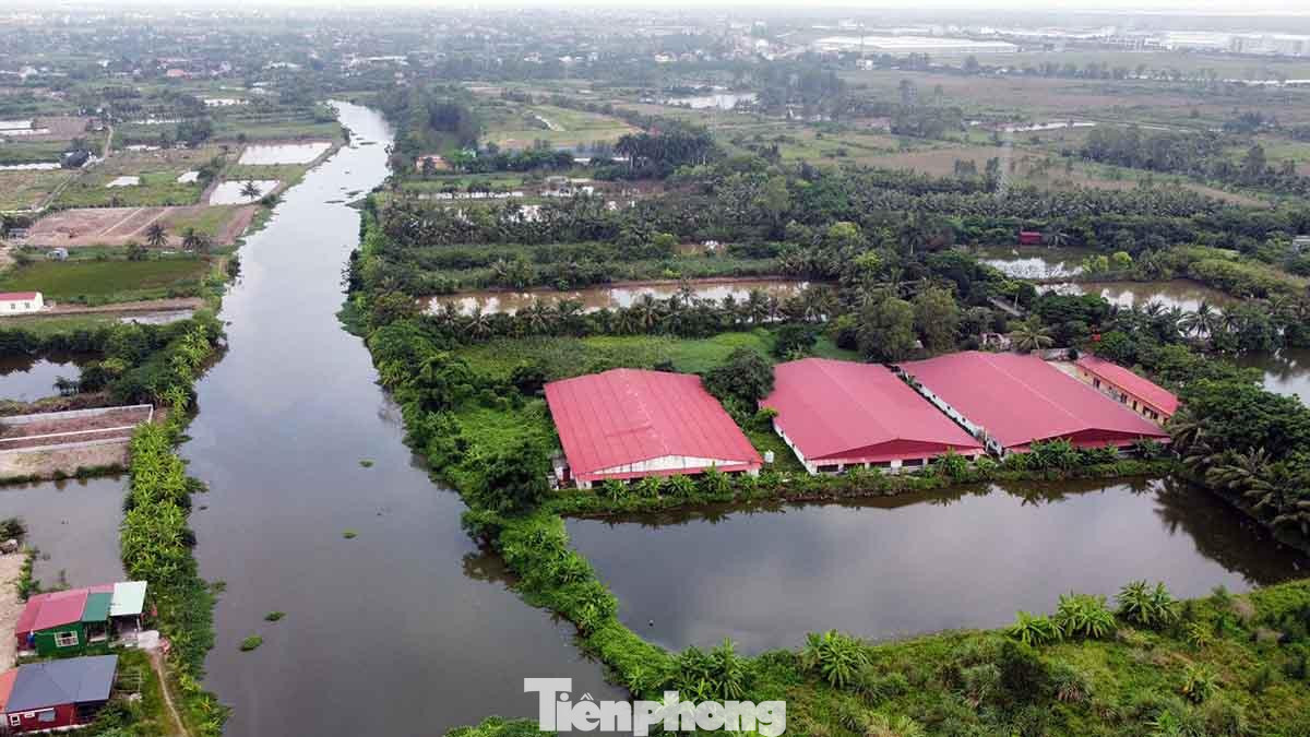 Trang trại chăn nuôi lợn sát sông Họng, thuộc phường Ngọc Xuyên (quận Đồ Sơn, TP Hải Phòng).