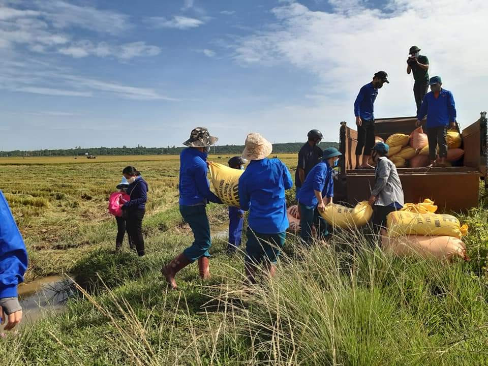 Gặt lúa giúp dân trong khu vực phong tỏa tạm thời ảnh 2