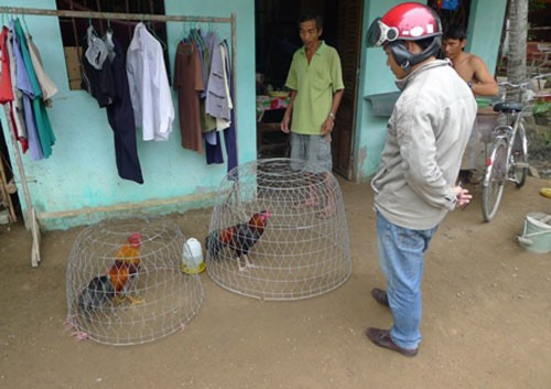 Càng gần Tết, các "cò" gà lại ra sức săn tìm gà chọi. . Càng gần Tết, các