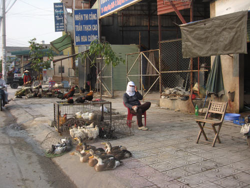 Gà lậu thường có mào dài, rủ. Vì vậy, nên chọn gà mào ngắn, thẳng, chân nhỏ, không mốc. Gà lậu thường có mào dài, rủ. Vì vậy, nên chọn gà mào ngắn, thẳng, chân nhỏ, không mốc