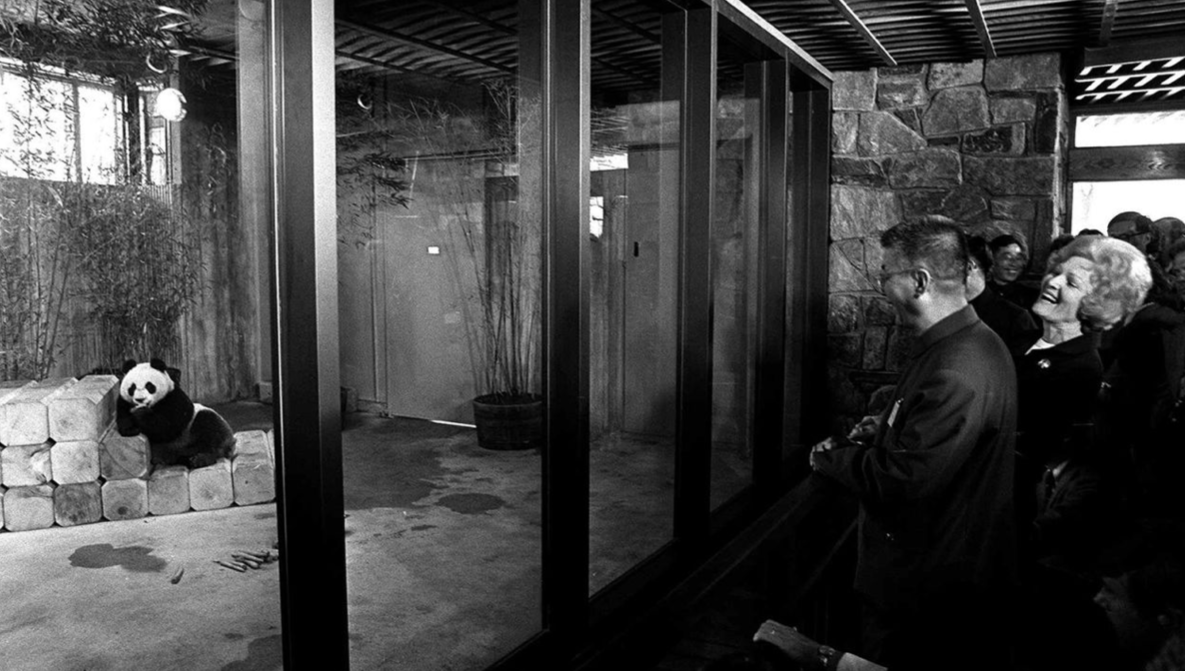 Đệ nhất Phu nhân Mỹ Patricia Nixon thăm gấu trúc ở vườn thú quốc gia Trung Quốc năm 1972. Đệ nhất Phu nhân Mỹ Patricia Nixon thăm gấu trúc ở vườn thú quốc gia Trung Quốc năm 1972.