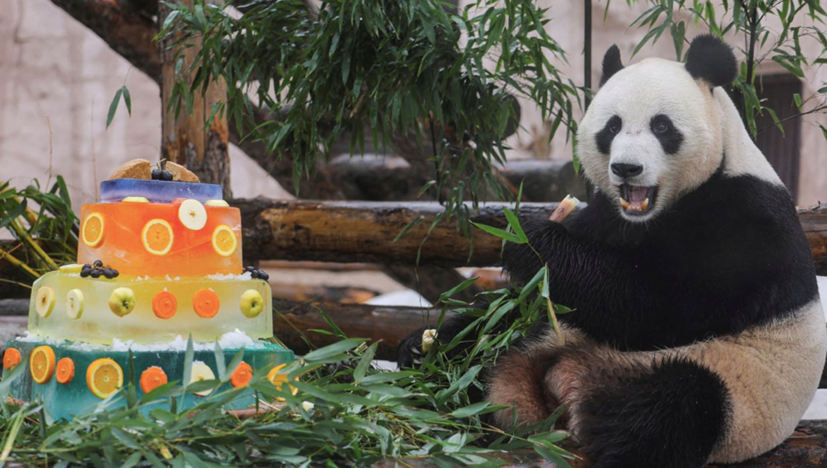 Gấu trúc Ru Yi ở vườn thú Mátxcơva. Gấu trúc Ru Yi ở vườn thú Mátxcơva.