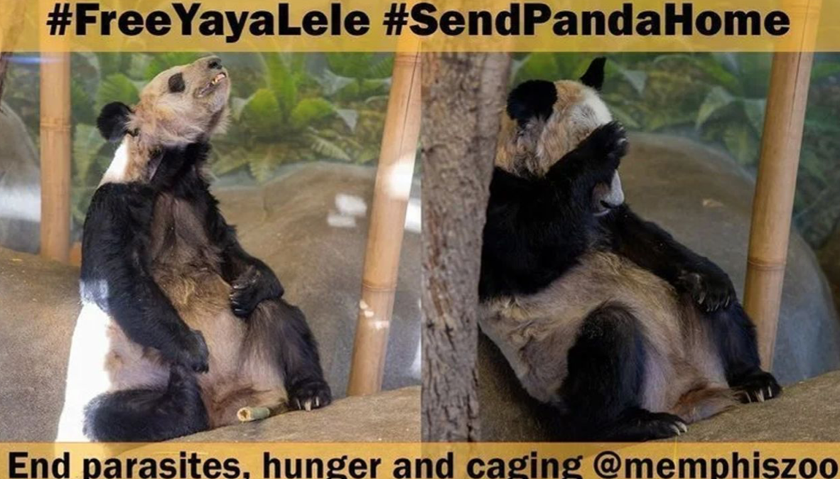 Hình ảnh tiều tuỵ của gấu trúc Ya Ya khiến dư luận Trung Quốc nổi giận và đòi đưa về nước. Hình ảnh tiều tuỵ của gấu trúc Ya Ya khiến dư luận Trung Quốc nổi giận và đòi đưa về nước.