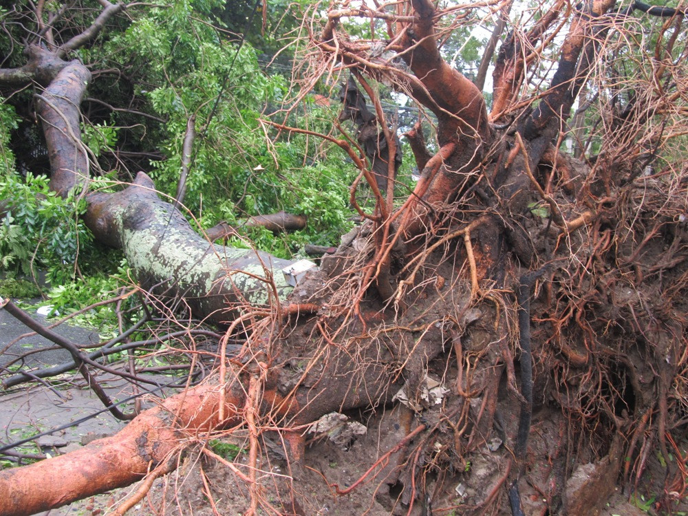 Cổ thụ bật gốc