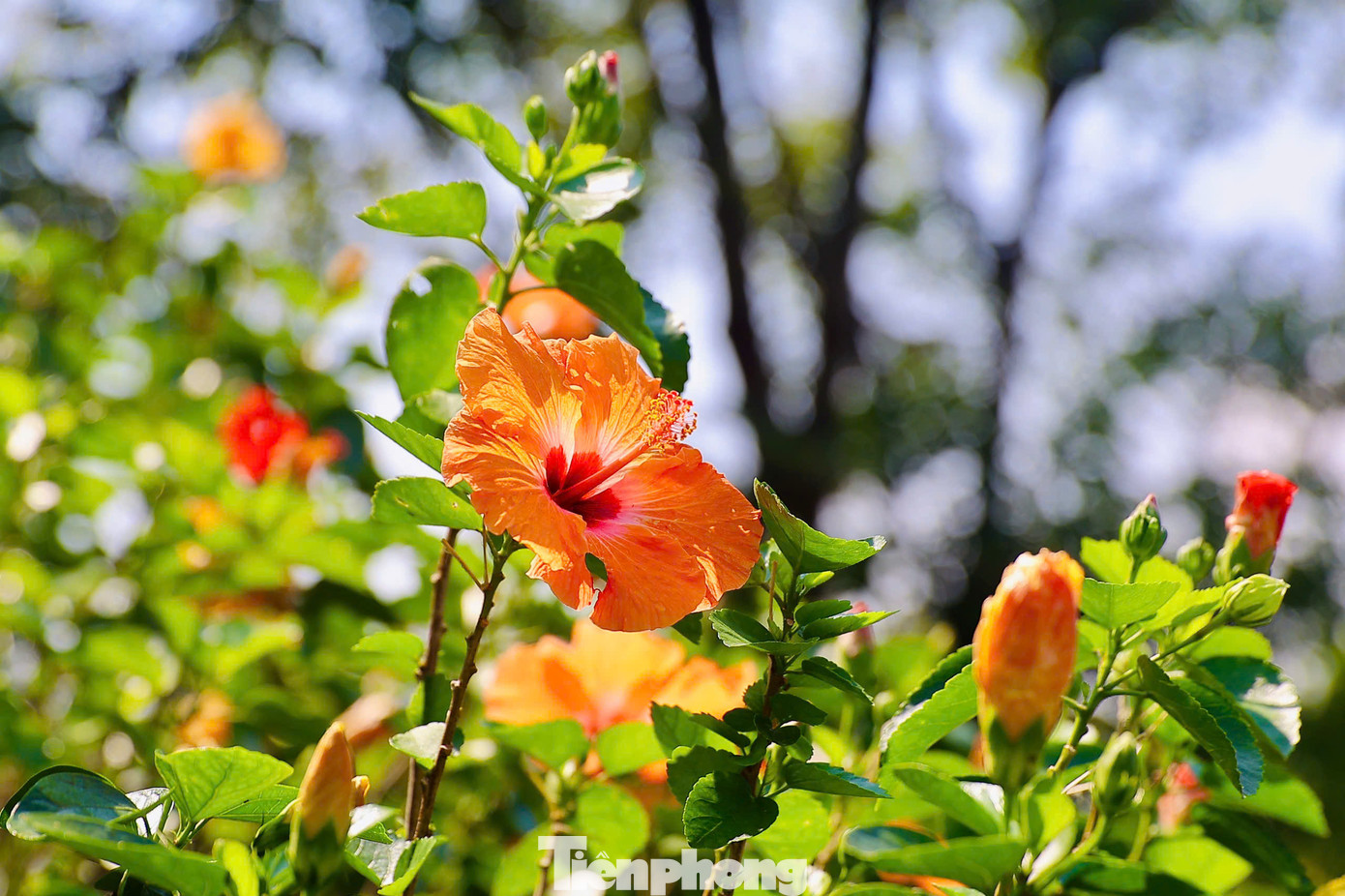 Tới Kings Course, các golfer không chỉ tham gia vào giải đấu giàu chất lượng Tiền Phong Golf Championship mà còn tận hưởng khoảng thời gian tuyệt vời giữa thiên nhiên.