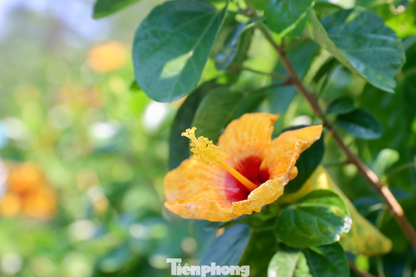 Tới Kings Course, các golfer không chỉ tham gia vào giải đấu giàu chất lượng Tiền Phong Golf Championship mà còn tận hưởng khoảng thời gian tuyệt vời giữa thiên nhiên.