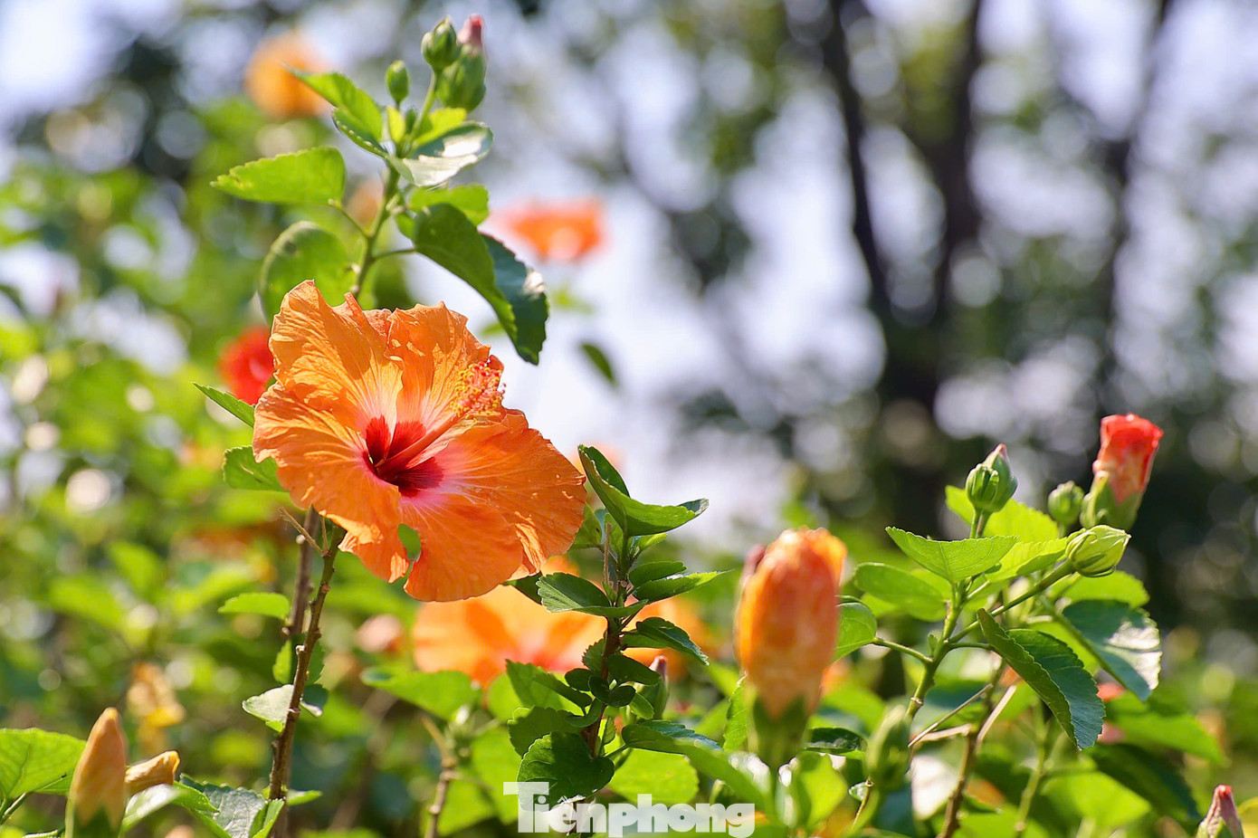 Tới Kings Course, các golfer không chỉ tham gia vào giải đấu giàu chất lượng Tiền Phong Golf Championship mà còn tận hưởng khoảng thời gian tuyệt vời giữa thiên nhiên.