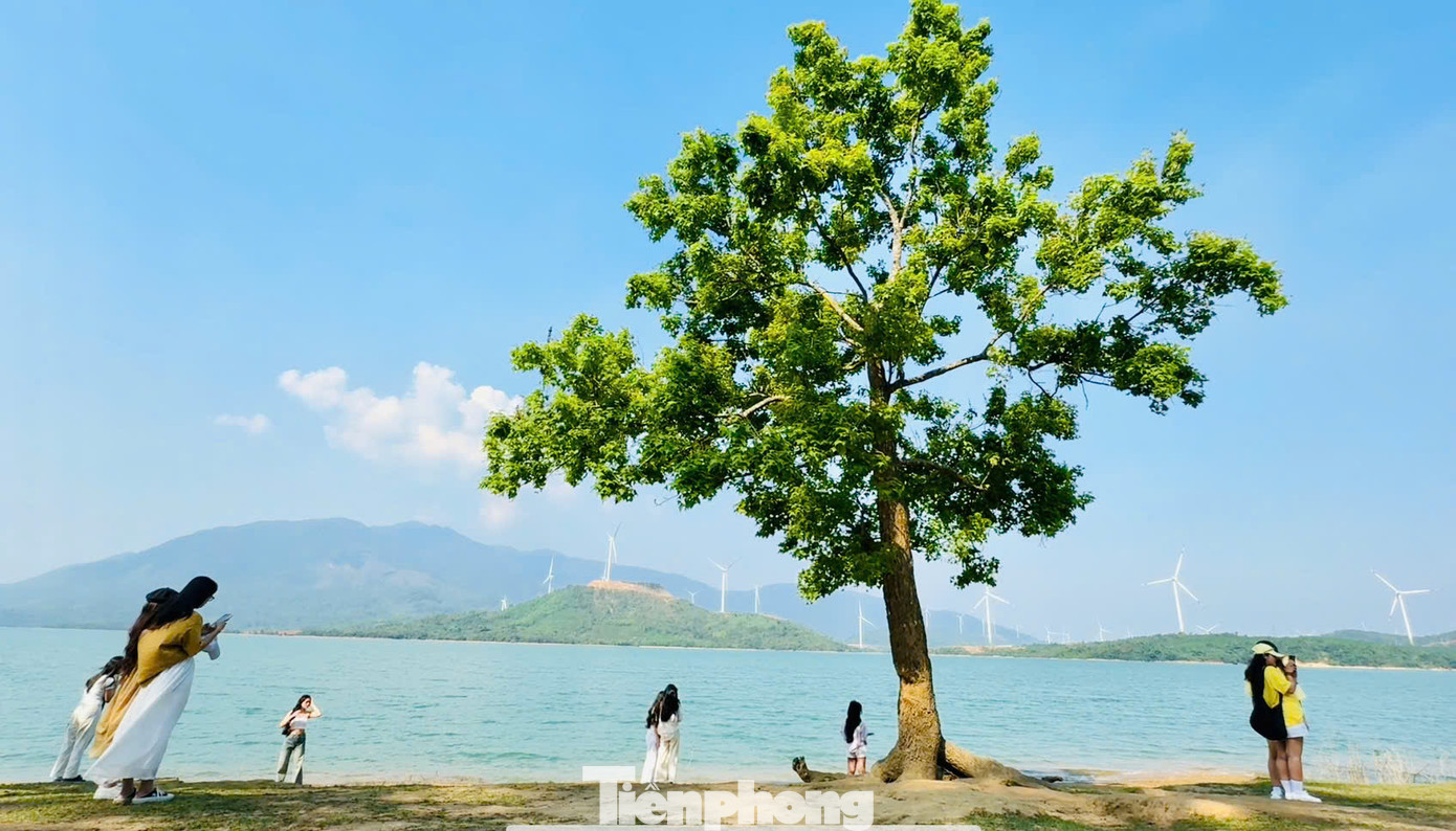 Không biết từ bao giờ, bên hồ Thuỷ điện Rào Quán (Hướng Tân, Hướng Hoá, Quảng Trị) xuất hiện một &quot;cây cô đơn&quot;, vươn mình trong nắng và đón những ngọn gió mát lành thổi vào từ mặt nước mênh mông, được cho là thượng nguồn của sông Thạch Hãn.