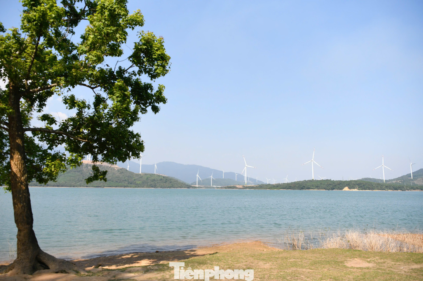 &quot;Cây cô đơn&quot; là cây sau sau, hay còn tên gọi khác là phong hương, hoặc bạch giao hương. Cây mọc rất nhiều quanh hồ Thuỷ điện Rào Quán, thậm chí tạo nên cánh rừng rực đỏ vào mùa thay lá, nhưng chủ yếu ở mạn tây bắc của hồ.