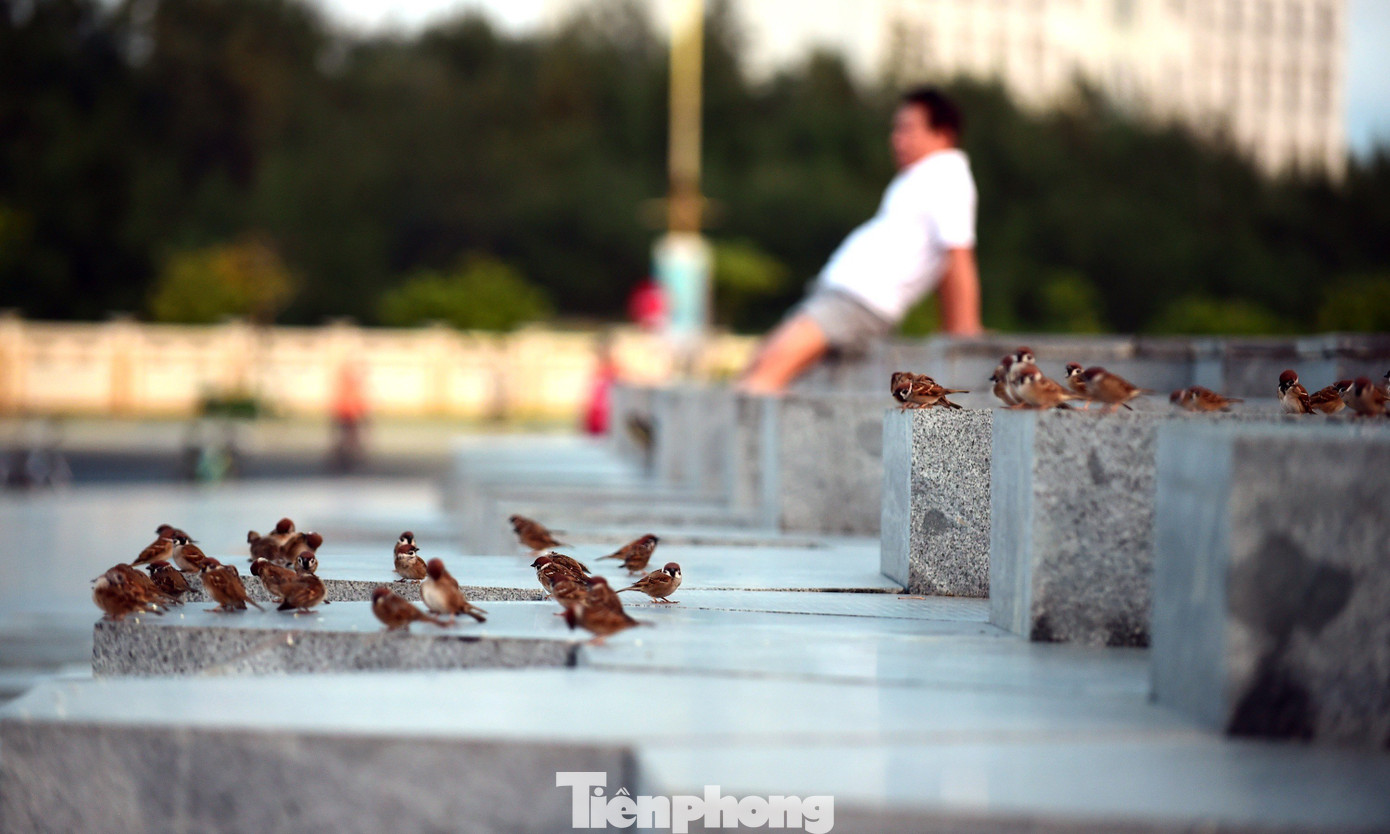 Sự nhộn nhịp và bình yên nơi đây cũng thu hút đàn chim rời tổ, tắm nắng sớm dưới chân tháp Nghinh Phong.