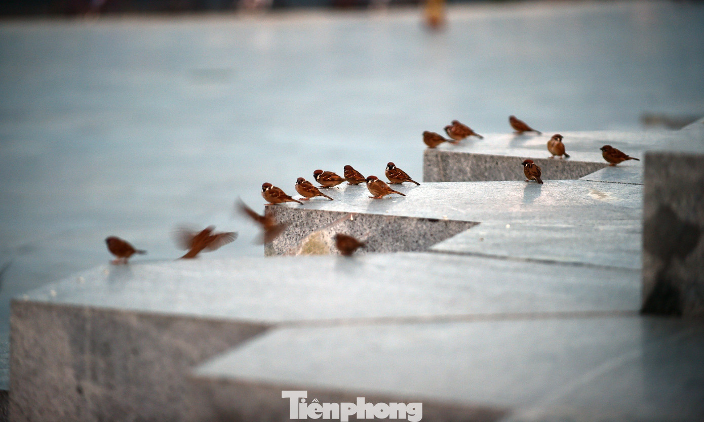 Sự nhộn nhịp và bình yên nơi đây cũng thu hút đàn chim rời tổ, tắm nắng sớm dưới chân tháp Nghinh Phong.